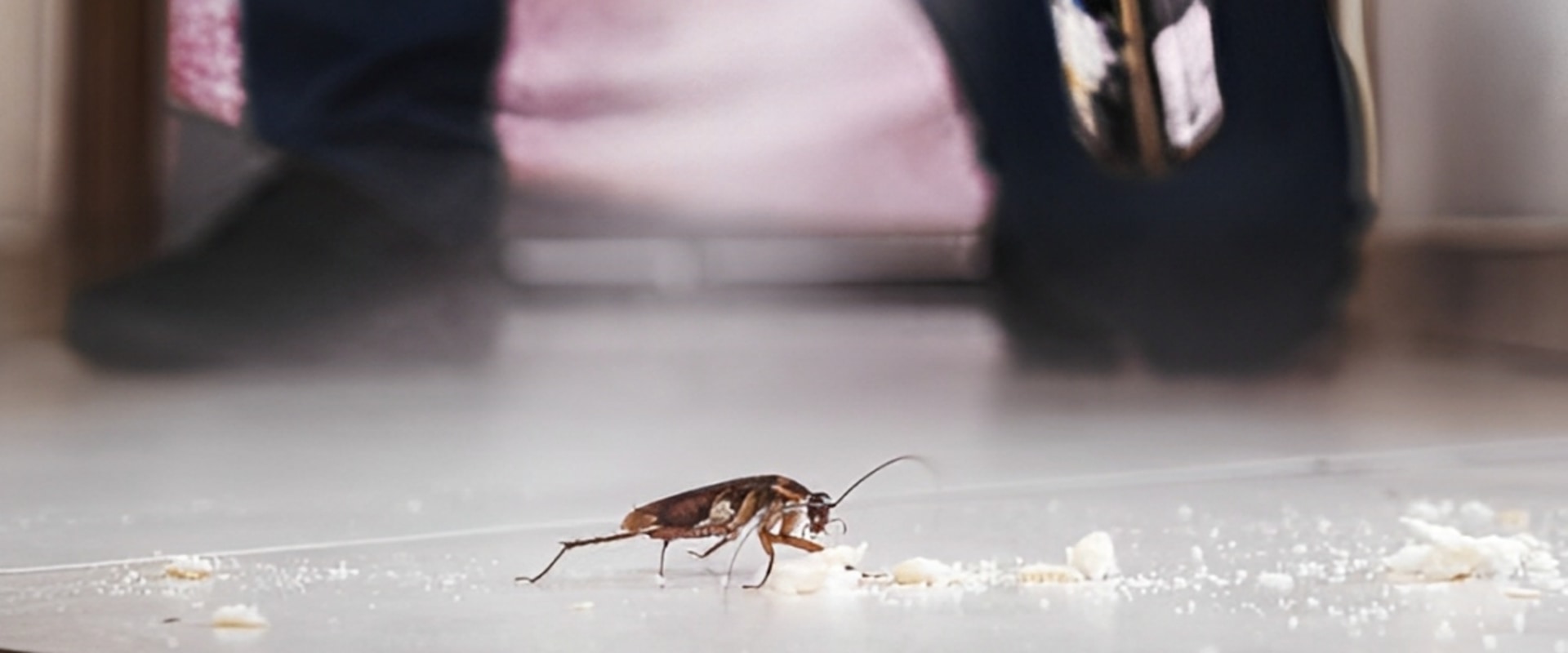 Protecting Your Goose Creek Manufactured Home: The Importance Of Hiring A Pest Exterminator