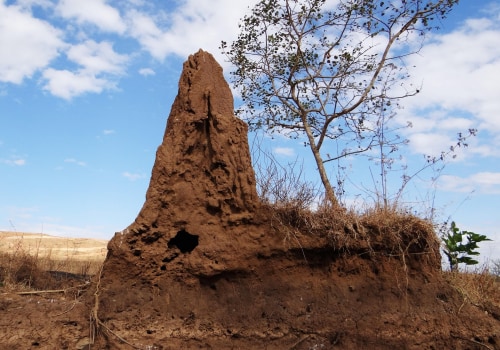 Protect Your Manufactured Home with Termite Control