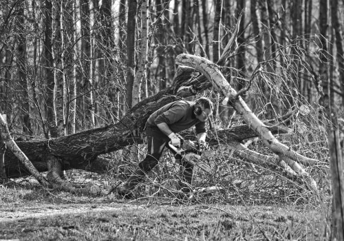 Enhance Your Manufactured Home with Professional Tree Trimming